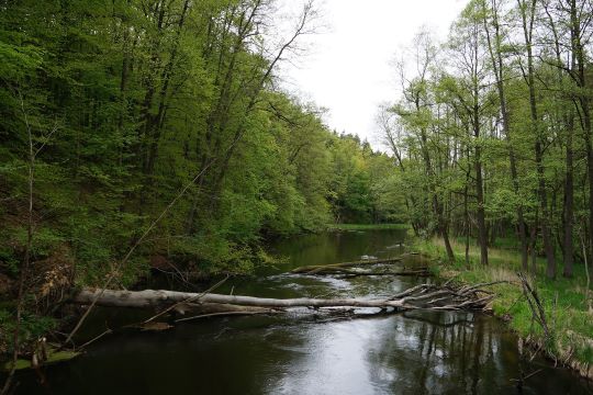 Foto di un fiume situato nel Parco nazionale di Drawsko, in Polonia