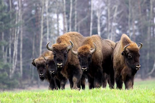 Cinque bisonti europei nel bosco