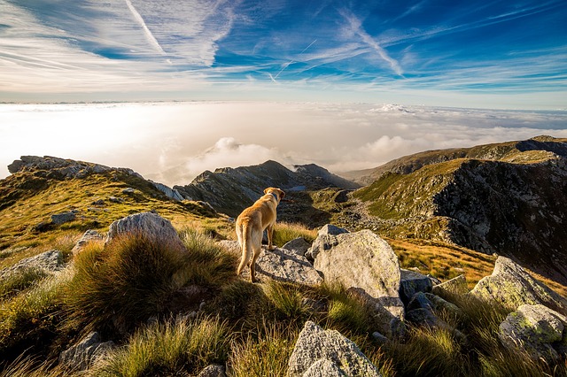 Foto di un cane in montagna