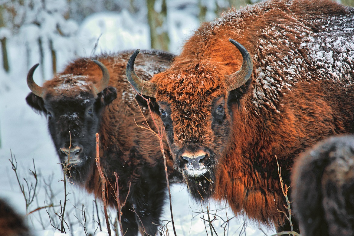 Parque Nacional Bialowieza, habitat do bisão europeu