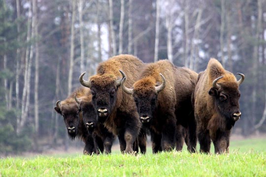 Manada de bisontes que viven en libertad en el P. N. de Bialowieza
