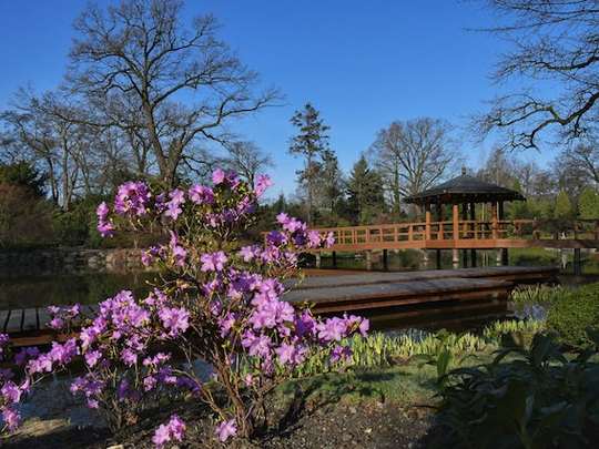 Foto del parco giapponese di Breslavia, che mostra dei fiori e un gazebo in stile giapponese