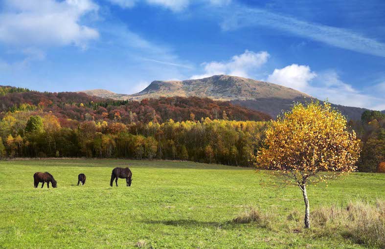 Foto che mostra dei cavalli mentre mangiano dell'erba; sullo sfondo, dei monti