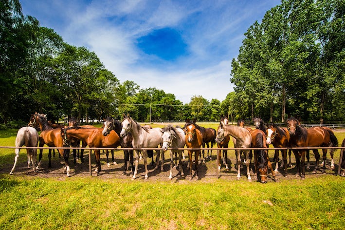 Foto di cavalli in un recinto all'aria aperta
