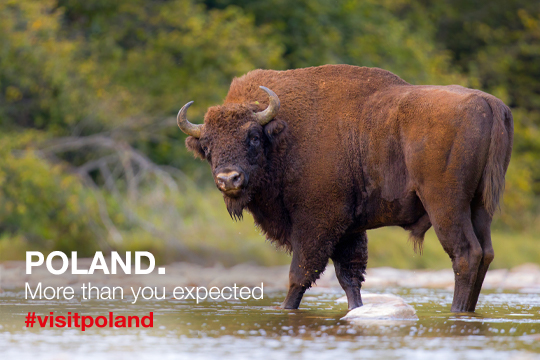 immagine di un bisonte con la scritta Poland. More than you expected!