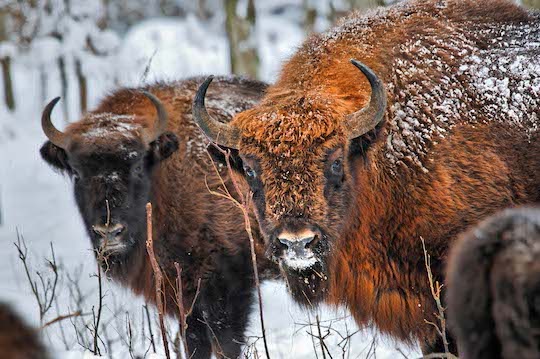 2 bisonti europei sulla neve nel Parco Naizonale Bialowieza in Polonia