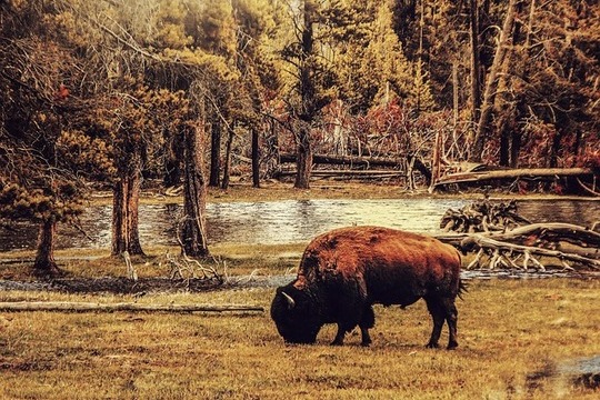 La Foresta di Bialowieza e i suoi bisonti