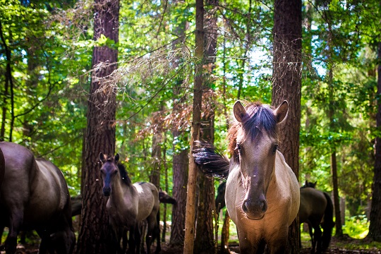 Cavalli nel bosco nella zona di Roztocze
