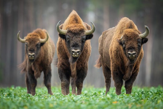 Tre bisonti europei