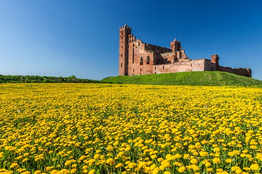 Rovine del castello di Radzyn Chelminski, in primo piano prato di fiori gialli
