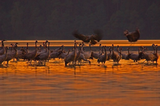 Pássaros passeando na água ao pôr do sol no Parque Nacional Bory Tucholskie