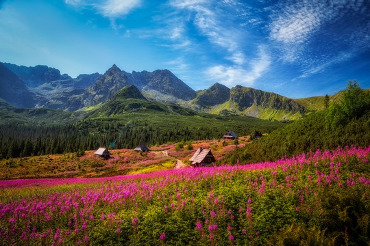 Prado com flores da primavera e altas montanhas ao fundo