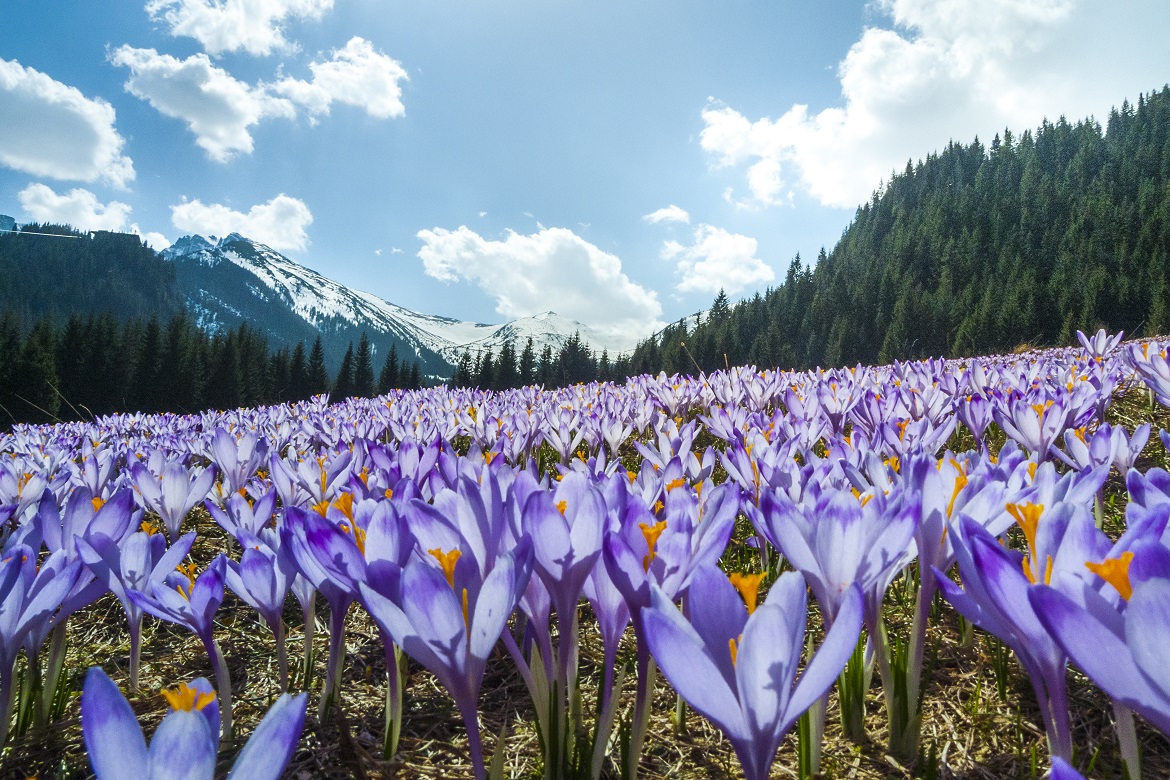 Flores da primavera nos Tatras